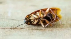 Zabieg na zimno mgły