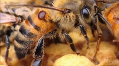 Obracanie leczenia pszczela