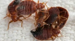 Przetwarzanie pokoju z błędów gorąca mgła