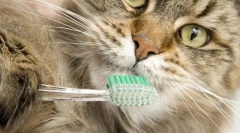 Wspólna higiena dla kotów