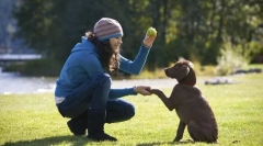 Główne zespoły szkoleniowe szczeniaka