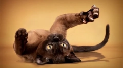 Zwykłe clothespins pomagają mi same cięte pazury do mojego kotka bojek