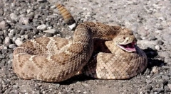 Zwykły grzechotliwy wąż