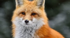 Zwykły lis (czerwony lizer)