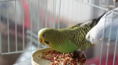 Falista parrot feed review