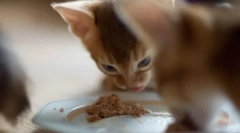 Przegląd povovost dla catses