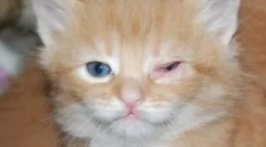 Przegląd najczęstszych chorób oczu w kotach