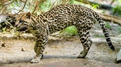 Ocelot (zdjęcia): dalitz dali i inne fani egzotyczne