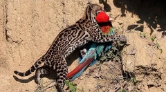 Ocelot - najpiękniejszy kot na świecie