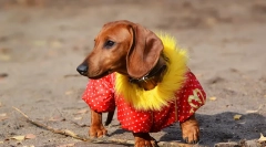 Ubrania psów: historia mody psa