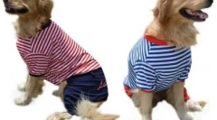 Ubrania psów na aliexpress - wybór do 1000 rubli