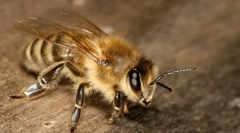 Pojedyncze pszczoły