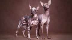 Jeden milion: 9 ras psów należących do ultra-końca