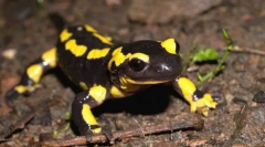 Fire salamande