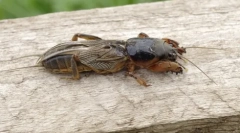 Ogród medveda: mystery nazwa