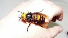 Ogromny i niebezpieczny oss dla człowieka