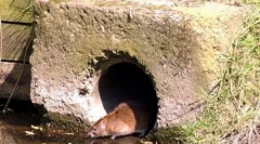 Ogromne mutanty szczury są zalane w wielkiej brytanii