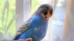 Och, ci brudziane tancerze: wideo, gdzie papuga taniec indyjski