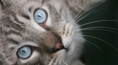 Ma lasy: niebieskooka cud