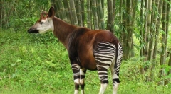 Oga - leśna żyrafa z legend