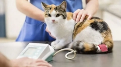 Kot pierwszej pomocy