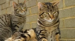 Kolor tabby: ujawnij wszystkie tajemnice