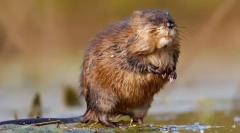 Ondatra (foto) - promocyjny pływak gryzoń