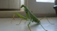 Czy mantis jest niebezpieczny dla mężczyzny?