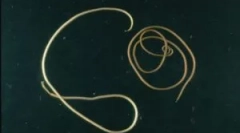 Czy to niebezpieczne włosy konia pasożyta