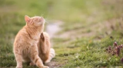 Czy kleszczy uszu kota dla człowieka jest niebezpieczny?