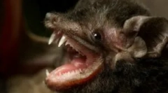 Czy jest niebezpieczne dla osób nietoperzy?