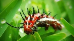 Niebezpieczne i trujące motyle i gąsienice