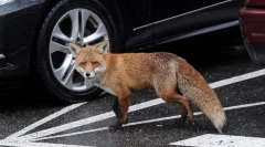 Niebezpieczne zwierzęta z najbardziej nieszkodliwym i słodkim wyglądem