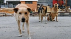 Niebezpieczne zwierzęta