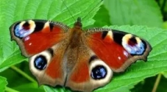 Opis i styl życia motyla paw