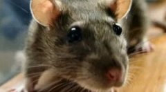 Opis i styl życia szczur