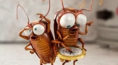 Opis i budynek karaluchów