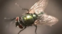 Opis, struktura i aerodynamiczne właściwości muchy