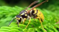 Opis, budowanie i styl życia oss