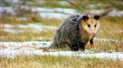 Oposatsum (zdjęcie): śmieszne dziecko