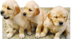 Guzy nerków i pęcherza