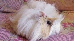 Doświadczenie w utrzymaniu świnki morskiej jednego z naszych czytelników