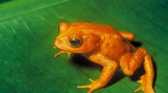 Orange ropucha