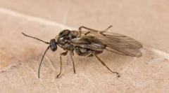 Walnut i inne galerie