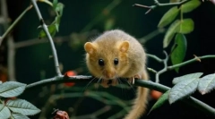 Błyskotliwość sonya