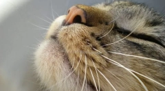 Uczucia kotów organy