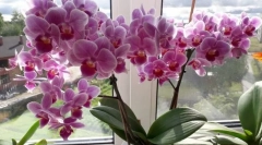 Orchidee