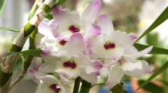 Orchidea dendrobium