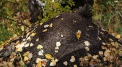 Orientacja w lesie na mrowisku