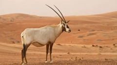 Cukier oryx
